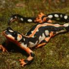 Copyright R D Bartlett