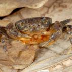 Copyright Tan Heok Hui