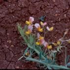 Copyright Nigel Maxted