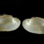 Copyright Rafa Araujo (CSIC)