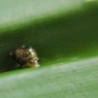 Copyright Justin Gerlach