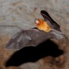 Copyright Carlos A Mancina