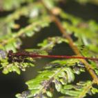 Copyright KD Dijkstra