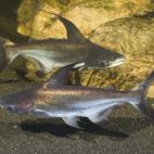 Copyright Oliver Lucanus