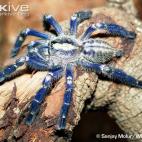 Copyright Sanjay Molur (WILD ZOO)