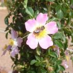 Copyright Medicinal Plant Conservation Project Egypt and St Katherine Park