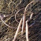 Copyright Paul Cowley