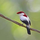 Copyright Ciro Albano