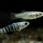 Copyright Barbara Nicca