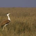 Copyright Rahul Sachdev