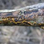 Copyright David Harries