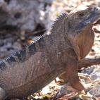 Copyright Jaclyn Woods Fort Worth Zoo