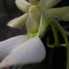 Copyright Christine Rose-Smyth