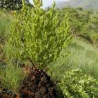 Coyright Mervyn Lotter