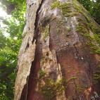 Copyright Jeisin bin Jumian