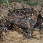 Copyright Oz Rittner