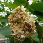 Copyright Loãc Ruellan