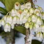 Copyright Christopher Kaiser- Bunbury