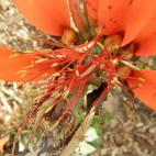 Copyright Cosmas Mligo