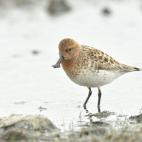 Copyright Baz Scampion