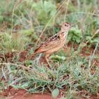 Copyright Paul Donald