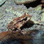 New Zealand Department of Conservation