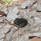 Copyright John Himes