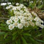 Copyright Loãc Ruellan