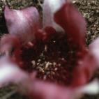 Copyright Kingsley Dixon