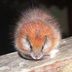 Copyright Lizzie Noble Fundacion ProAves