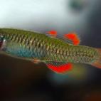 Copyright Adam Kerezsy