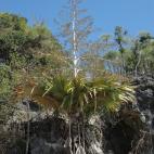 Copyright William Baker Royal Botanic Gardens Kew