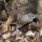 Copyright Norihiro Kawauchi