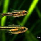 Copyright Nonn Paintwong