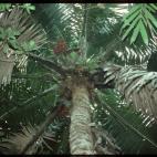 Copyright John Dransfield Royal Botanic Gardens Kew