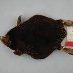 Copyright Hein van Grouw