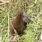 Copyright Ian Vernon Tim Hounsome Durrell Wildlife Conservation Trust