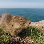 Copyright Luciano Candisani