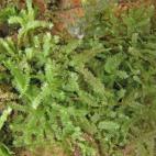 Copyright David Long