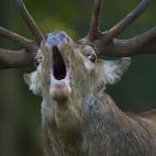 En Klampenbog (Copenhague, Dinamarca). "El ciervo rojo es uno de los animales más emblemáticos de Europa. Se ha representado en innumerables pinturas y petroglifos de las cavernas, y en los escudos de armas de nobles, ciudades y compañías c...