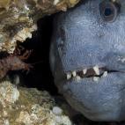 "Muchos peces lobo alojan a esta especie de gamba en sus guaridas ya que éstas aprovechan los restos de erizo de mar, el bocado preferido del pez lobo. El arrugado pez lobo gris azulado se considera toda una delicatessen, crece con extremada le...