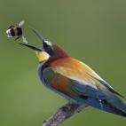 Paisaje protegido de Pustaszer (Csongrád, Hungría). "El abejaruco europeo es un depredador de abejorros, avispas y otros insectos voladores grandes. Es sin duda alguna uno de los pájaros más exóticos y coloridos de Europa y vive en colonias...