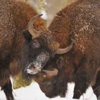 "Con un peso superior a los 1.000 kg, es el herbívoro más grande de Europa. Fue cazado hasta ser prácticamente extinguido pues llegaron a quedar apenas 13 ejemplares vivos. En la actualidad ya hay unos 2.000 bisontes europeos en plena natural...