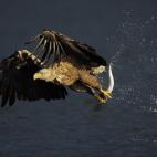 En Flatanger (Noruega). "Perseguido durante siglos y luego víctima de contaminan- tes químicos en la década de 1970, el pigargo europeo empieza a recuperarse en muchas de las zonas de Europa donde estaba presente. En 2009 Alemania albergaba 5...