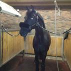 La joven Morgan Barbançon (@morganbarbancon) dice en Twitter que tanto ella como su caballo están listos. Competirá con Painted Black en doma.