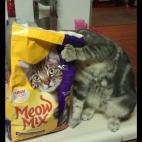 5c8aa416360000c81a6bc642