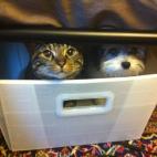 5c8accd5360000e01c6c186e