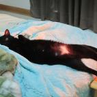 5c8accdc20000045046fc60d