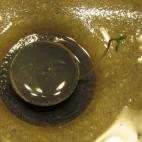 5c8accde240000f404a3b626