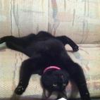 5c8accde24000093024c7b1b